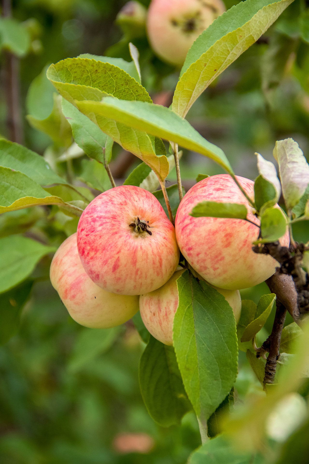 photoforstory family kras 3