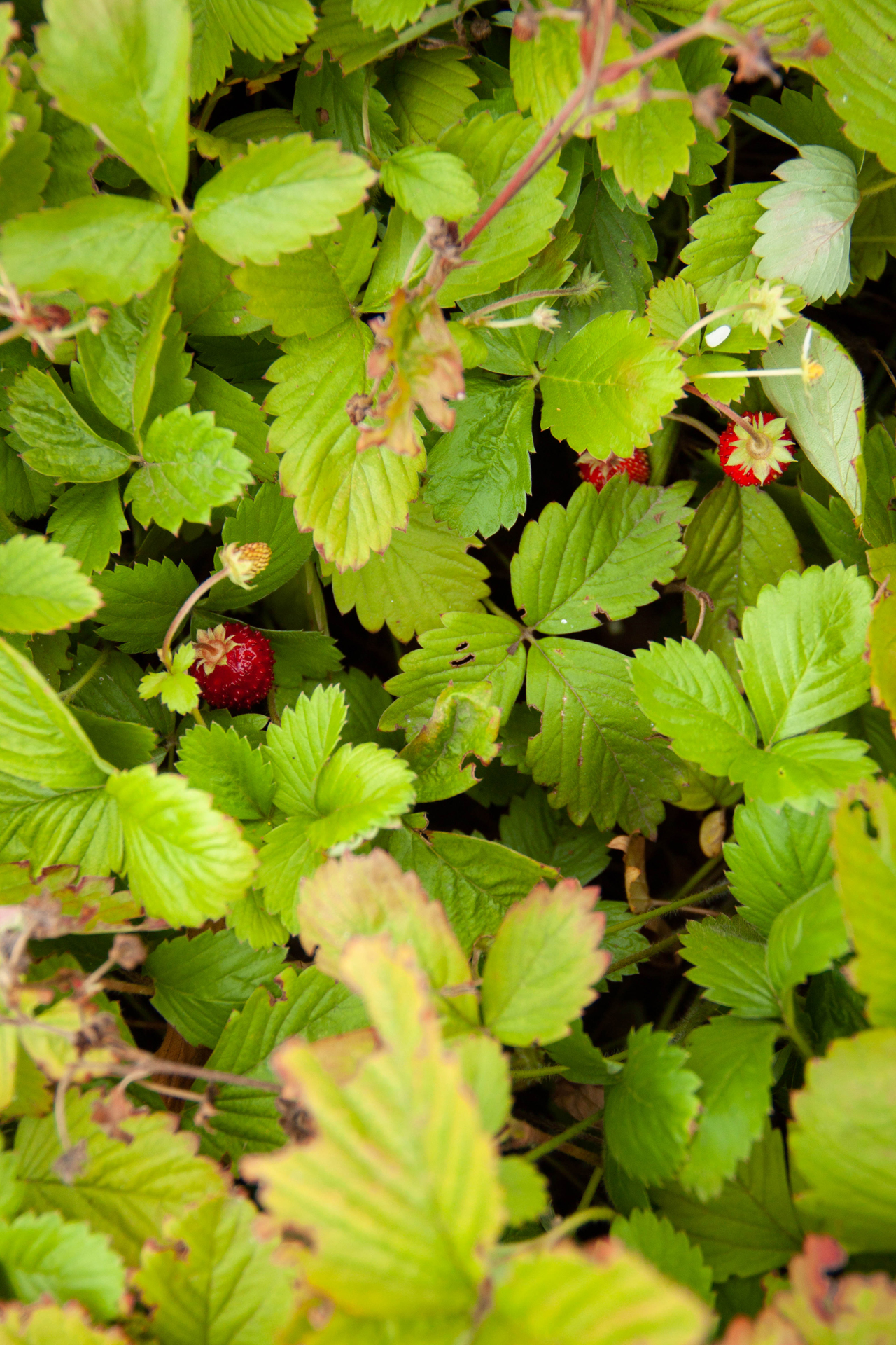 photoforstory family kras 4