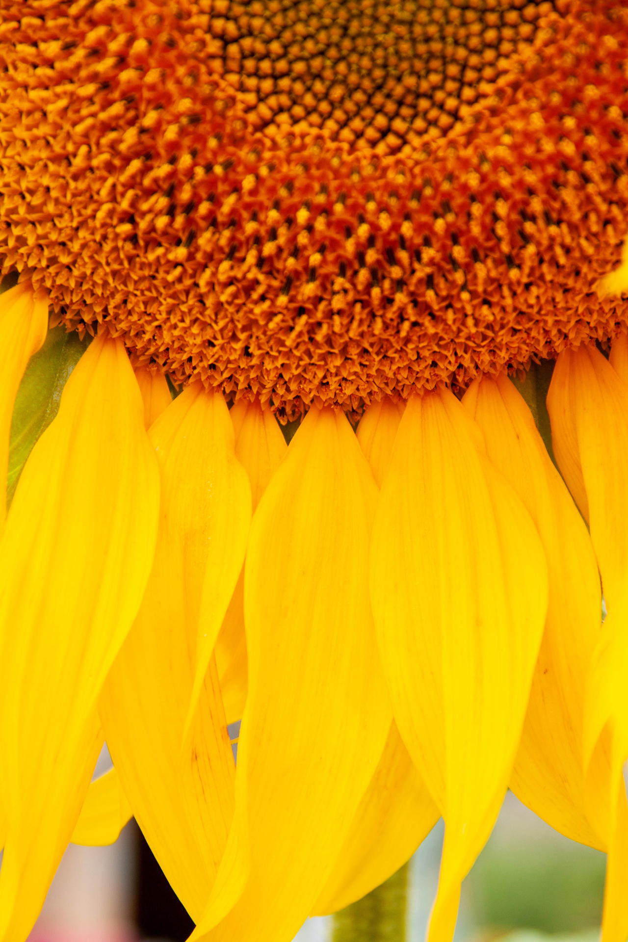 photoforstory family kras 7