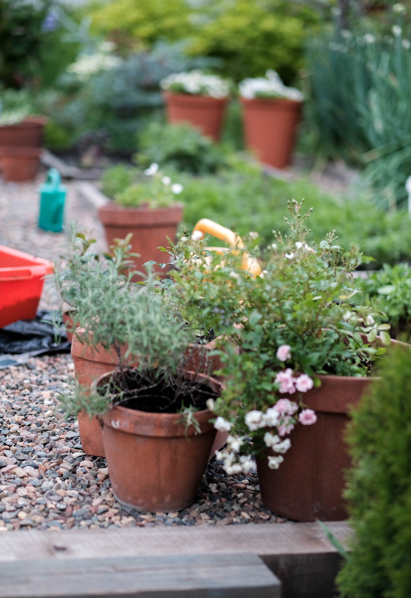 photoforstory project garden 50