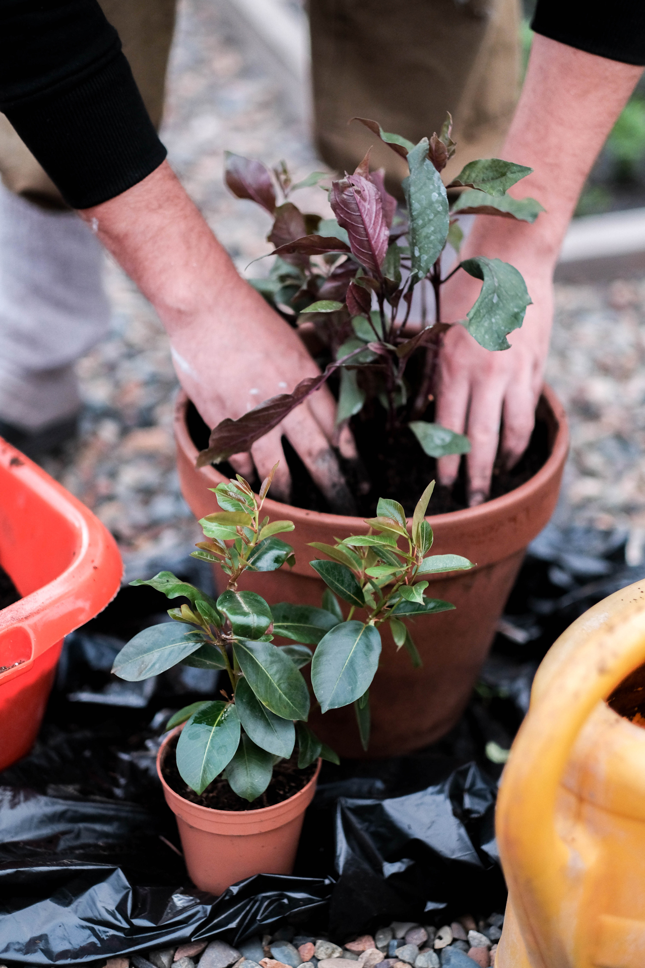 photoforstory project garden 66