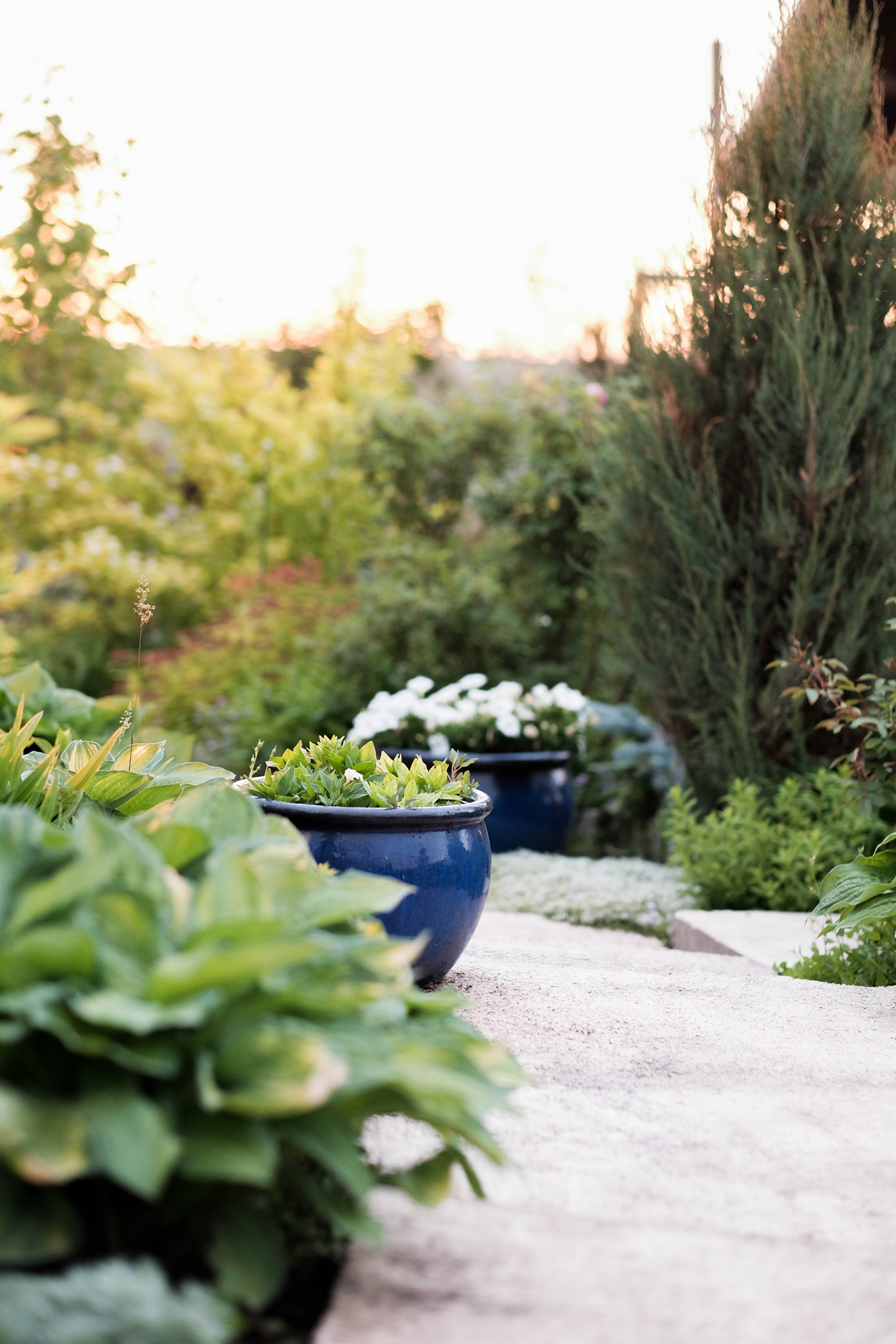 photoforstory project garden 71