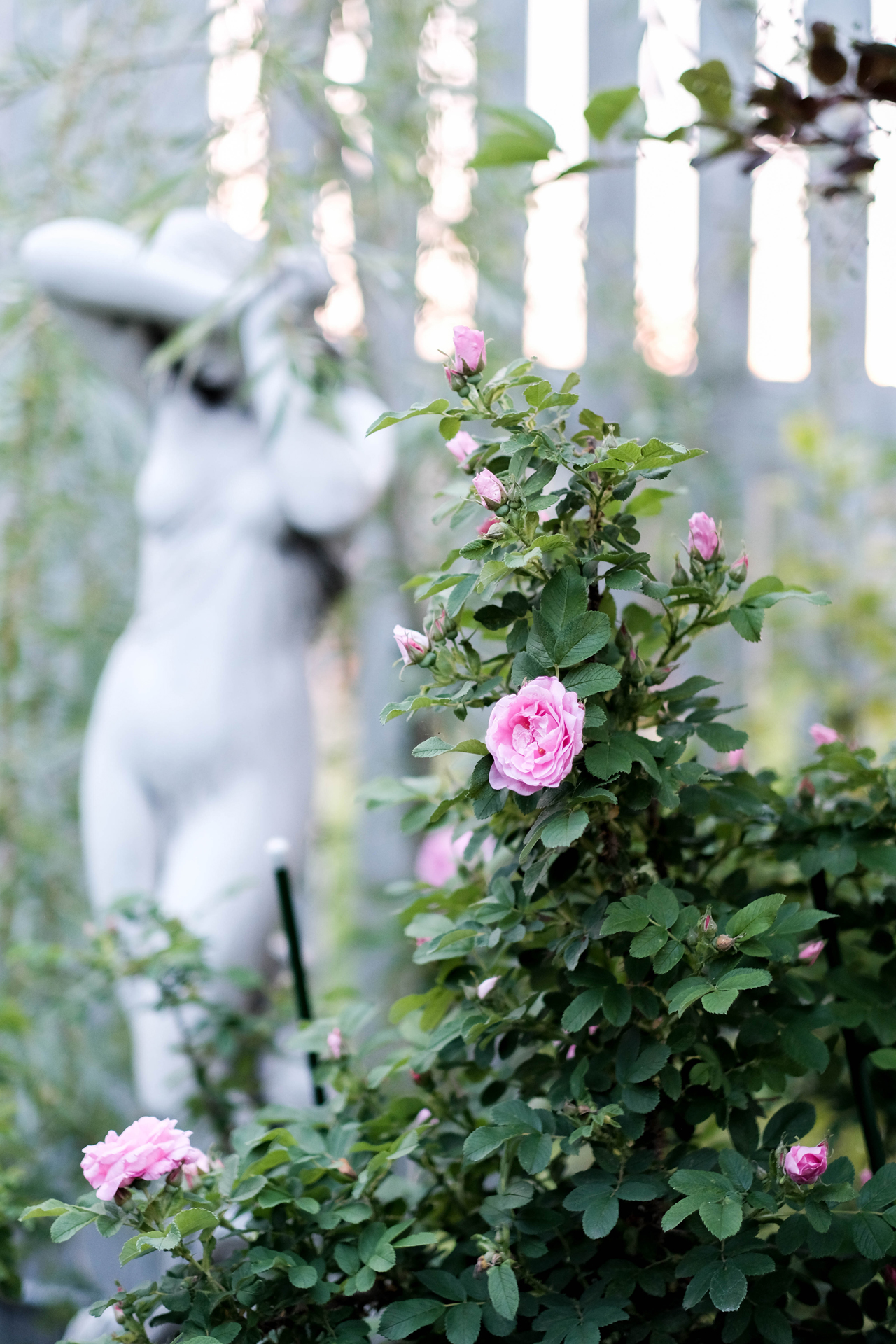 photoforstory project garden 83