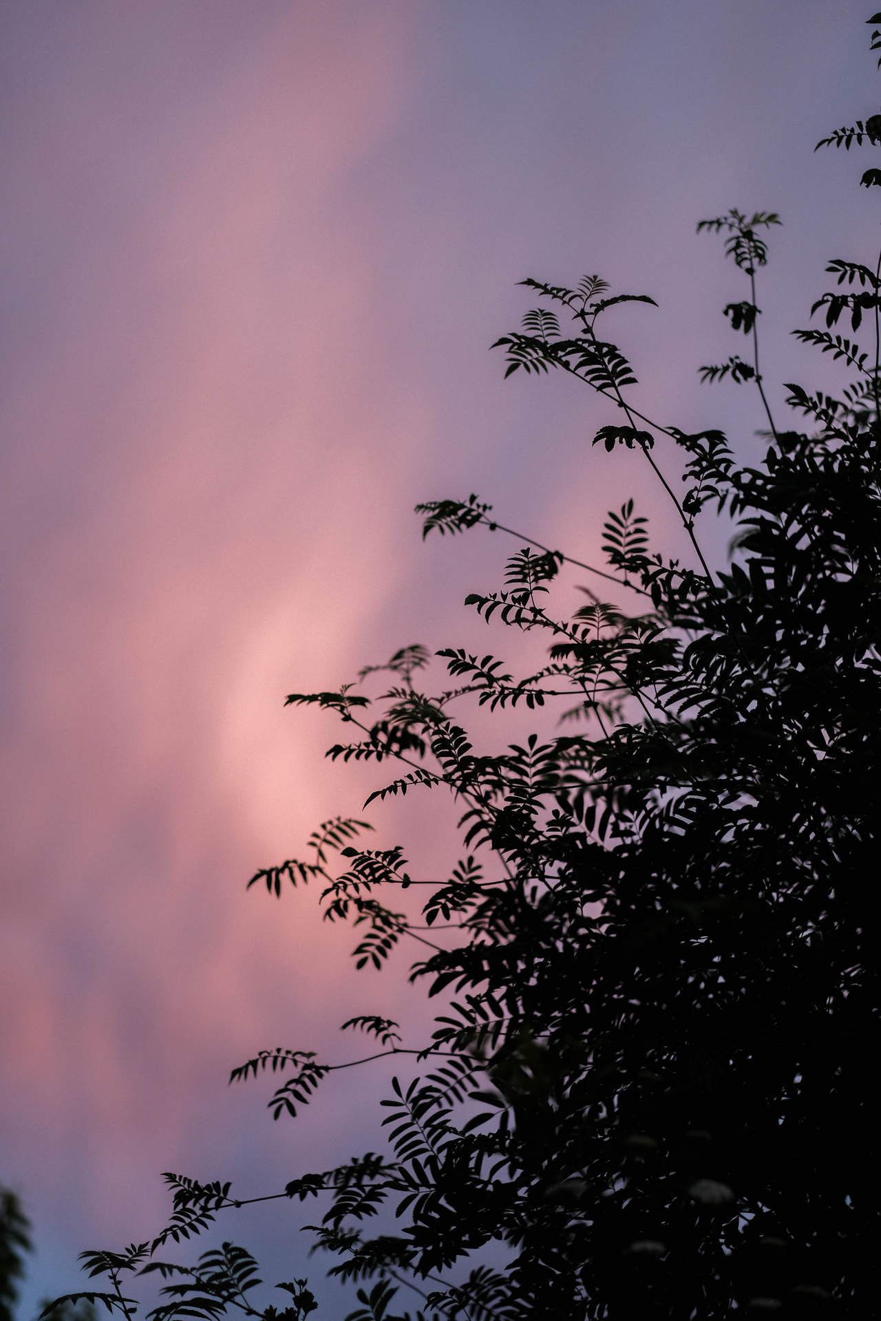 photoforstory project garden 84